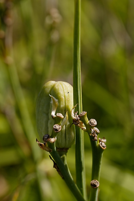 Jardin des Impressionnistes-118